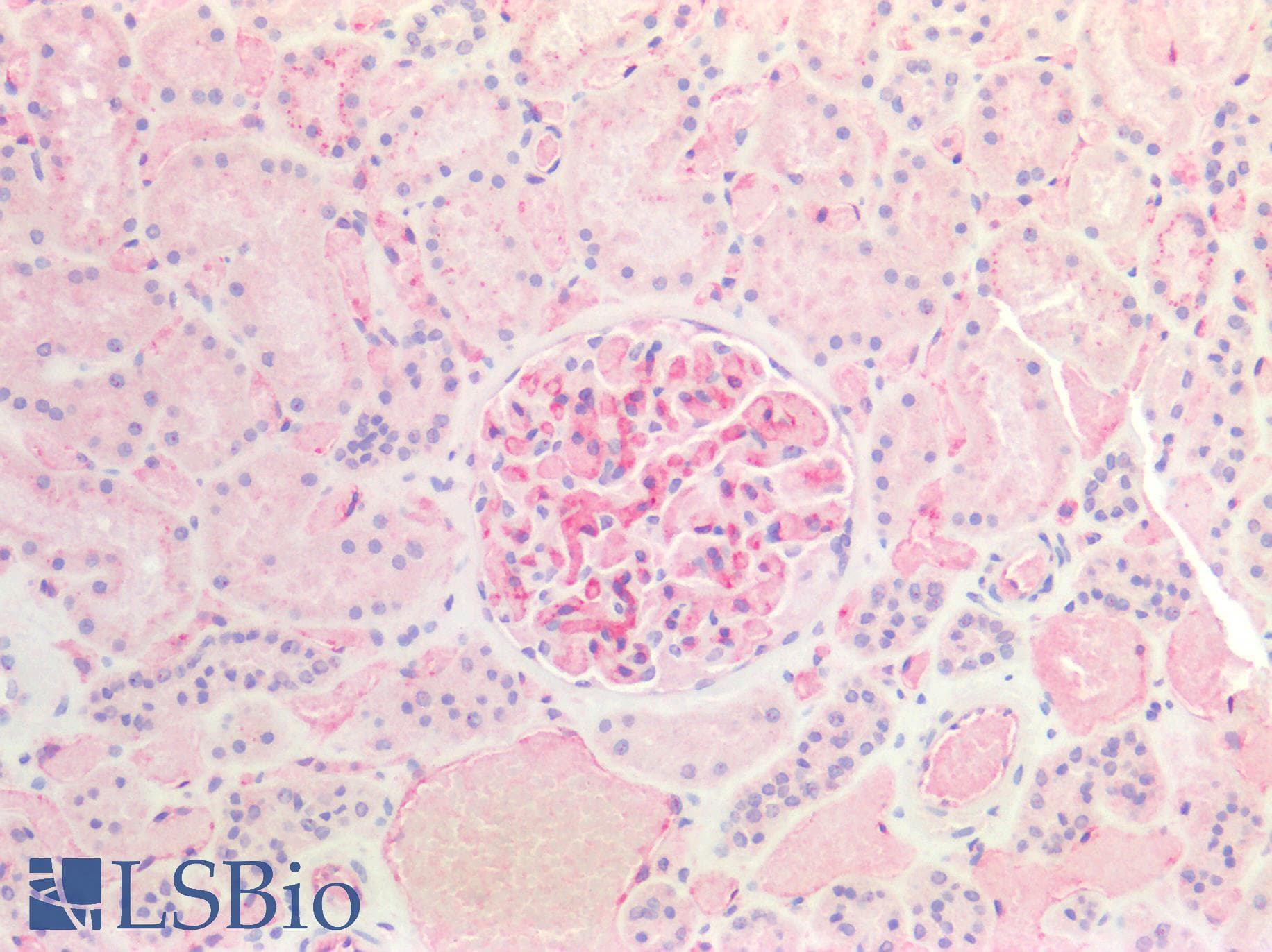 IHC-plus™ B2M / Beta 2 Microglobulin Antibody
