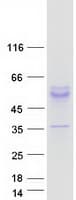 Human KCNK4 / TRAAK Protein (Recombinant Myc-DDK (Flag))