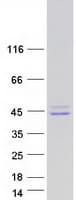 Human SHOX2 Protein (Recombinant Myc-DDK (Flag))