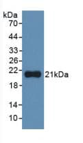 IL1A / IL-1 Alpha Antibody (Cy3)