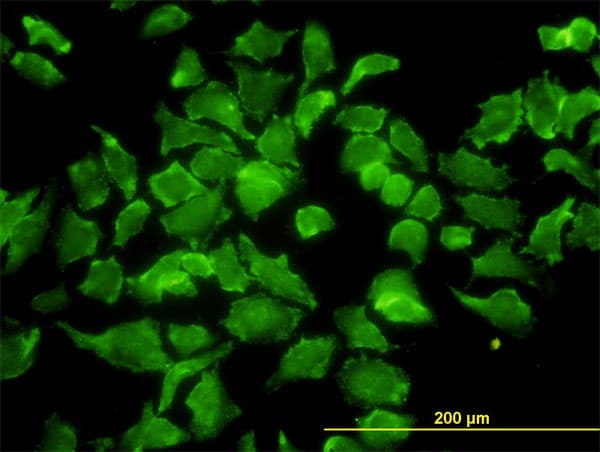 BPNT1 Antibody (clone 2E1)