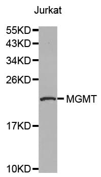 IHC-plus™ MGMT Antibody