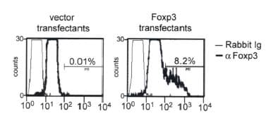 FOXP3 Antibody (C-Terminus)