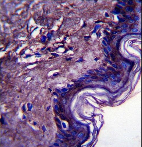 PRXL2A / FAM213A Antibody (aa181-209)