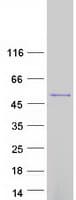 Human ATXN10 / SCA10 Protein (Recombinant Myc-DDK (Flag))