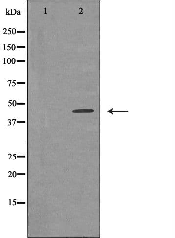 TP53 / p53 Antibody