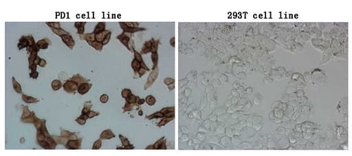 PDCD1 / CD279 / PD-1 Antibody (clone UMAB198)