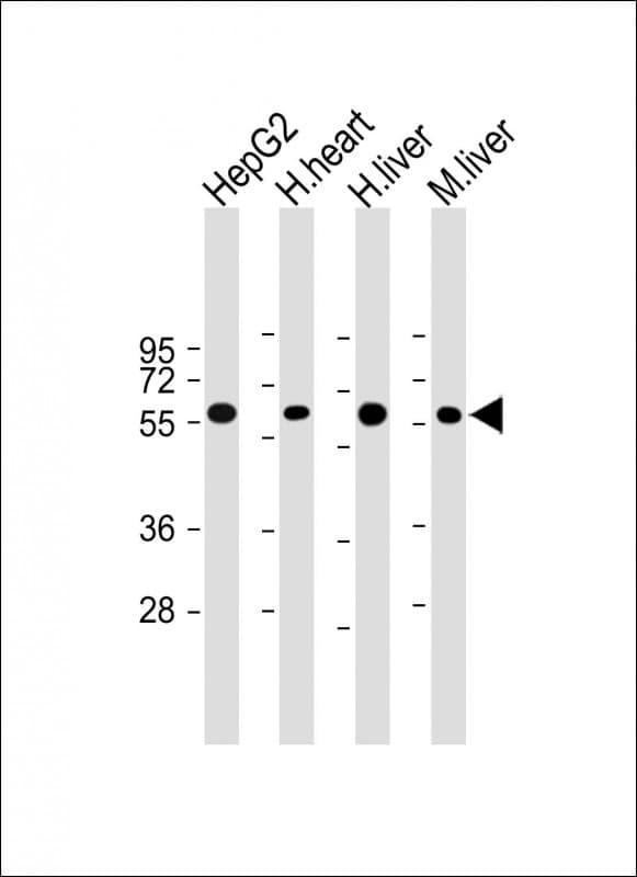 CRY2 Antibody (clone 1819CT334.92.36.9)