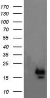 NKIRAS1 Antibody (clone OTI1D2)