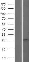 HES4 Protein (Over-Expression Lysate Myc-DDK (Flag))