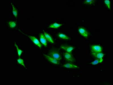 IHC-plus™ STK24 / MST3 Antibody