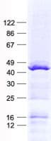 Human TFB1M Protein (Recombinant His, N-Terminal)
