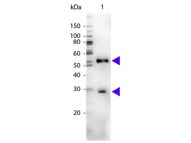 Chicken Anti-Mouse IgG Secondary Antibody (HRP)