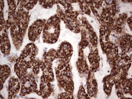 CANT1 Antibody (aa63-401, clone OTI7F8)