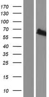 MGRN1 Protein (Over-Expression Lysate Myc-DDK (Flag))