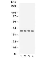 Polyclonal Rabbit anti-Human COPS5 / JAB1 Antibody (IHC, WB)