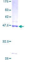 Human NDUFB8 Protein (Recombinant GST)