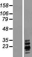 Ribonuclease A / RNASE1 Protein (Over-Expression Lysate Myc-DDK (Flag))
