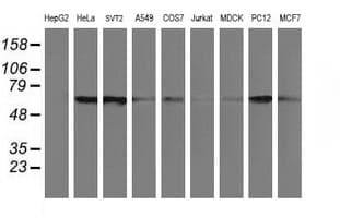 CHN1 Antibody (clone OTI3C6, Carrier-free)