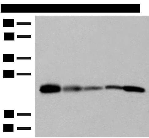 MT-CO2 Antibody