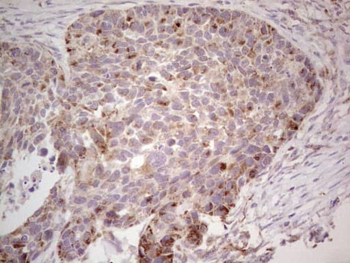 CDKL1 Antibody (aa152-357, clone OTI7F10)