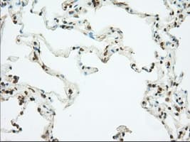 PDE4A / PDE4 Antibody (clone OTI1C8)