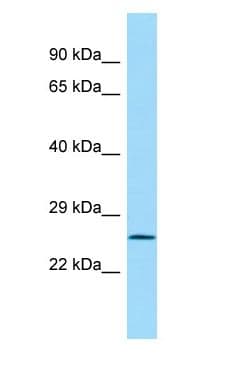 LAIR1 / CD305 Antibody (aa163-212)