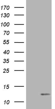 COX17 Antibody (aa2-63, clone OTI7H5)