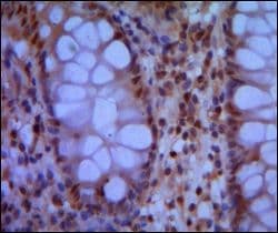 PSMC1 Antibody (clone 5B6)
