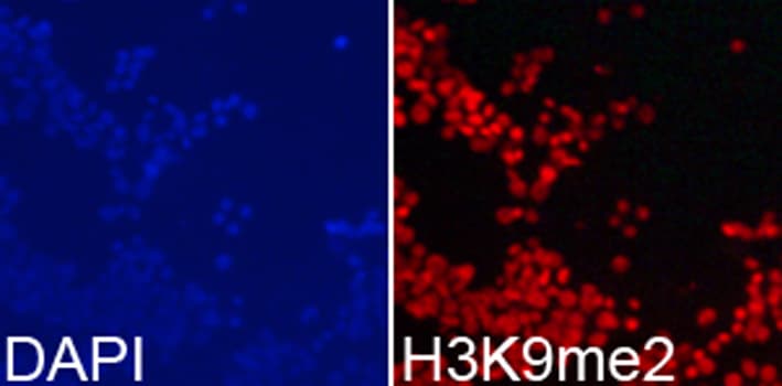 Histone H3 Antibody (Di-Methyl-Lys9)