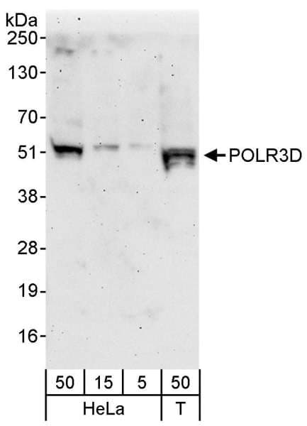 POLR3D Antibody (aa348-398)