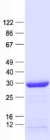 Human C/EBP Epsilon / CEBPE Protein (Recombinant His, N-Terminal)