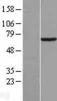 PCK1 Protein (Over-Expression Lysate Myc-DDK (Flag))