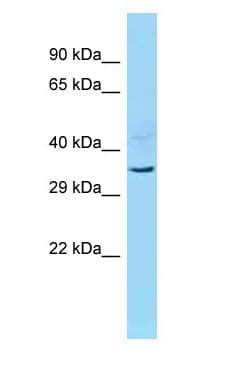 Polyclonal Rabbit anti-Mouse INO80B / PAPA-1 Antibody (aa179-228, WB)