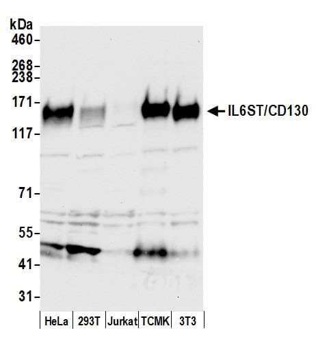 IL6ST / CD130 / gp130 Antibody (aa868-918)