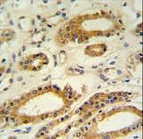 DDO / D-Aspartate Oxidase Antibody (aa102-130)
