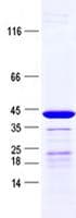 Human MRPS10 Protein (Recombinant GST, N-terminus + His, C-terminus)