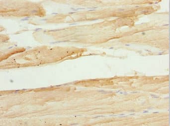 TAF11 Antibody