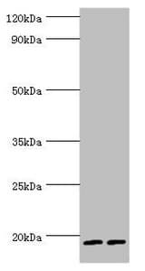 SRGN / Serglycin Antibody (aa28-158)