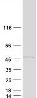 Human CIAO1 Protein (Recombinant Myc-DDK (Flag))