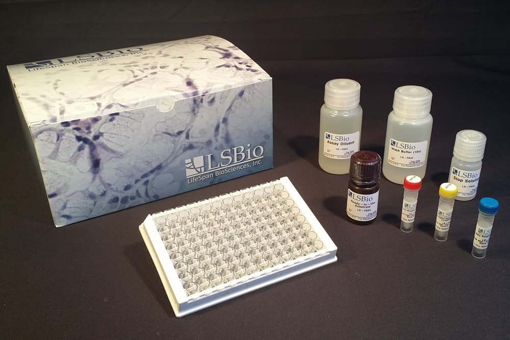 Mouse/Human/Rat Phospho-RAF1 / RAF (Ser621) ELISA Kit (Cell-Based Phosphorylation ELISA)