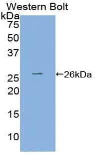 PVRL3 / Nectin-3 Antibody (aa90-293)