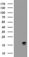CR6 / GADD45G Antibody (clone OTI1H1)
