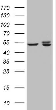 KCTD9 Antibody (aa1-223, clone OTI1D10)