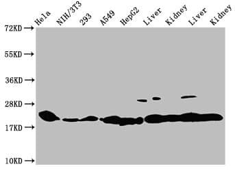 HIST1H1C Antibody