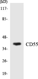 CD55 Antibody (aa93-142)