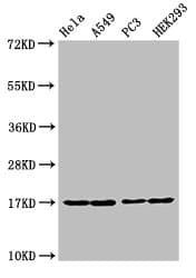 HIST1H3A Antibody