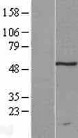 TRMT11 Protein (Over-Expression Lysate Myc-DDK (Flag))
