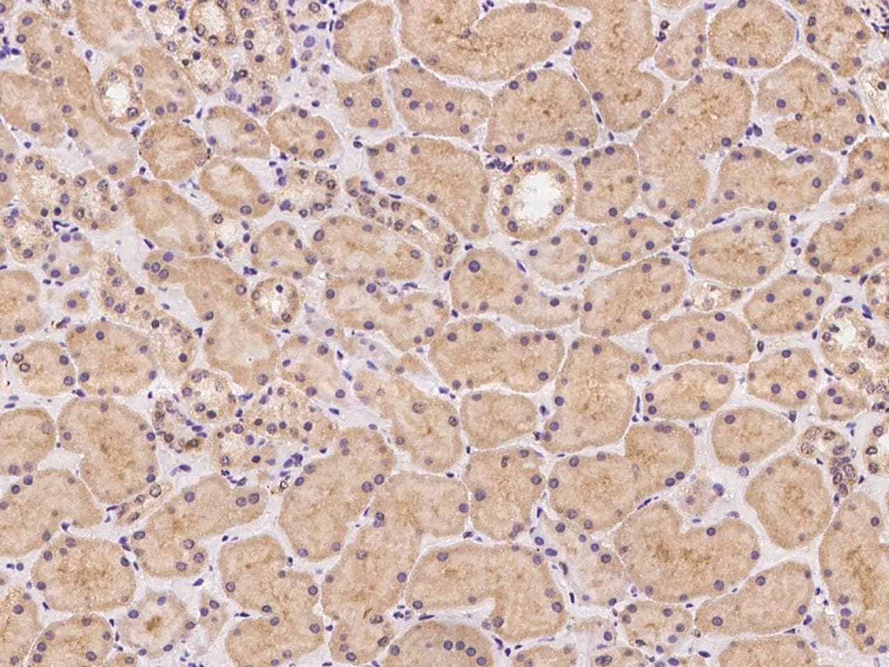 TNXB / Tenascin XB Antibody (Preservative Free)