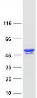Human KCNAB3 Protein (Recombinant Myc-DDK (Flag))